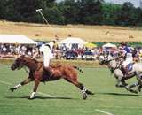 Polo - The Veuve Cliquot Gold Cup Final